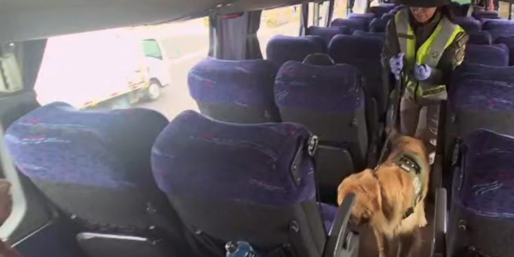 Pasajera transportaba dos kilos de drogas en viaje de Iquique a Santiago