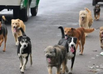 Día de los Animales Callejeros: Más tenencia responsable