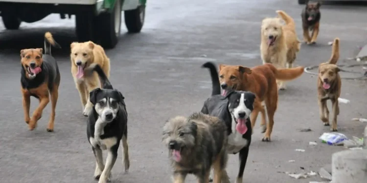 Día de los Animales Callejeros: Más tenencia responsable