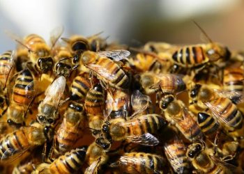Día Mundial de las Abejas: El silencioso trabajo que sostiene la vida en el planeta