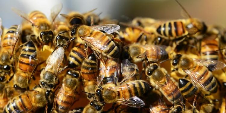 Día Mundial de las Abejas: El silencioso trabajo que sostiene la vida en el planeta