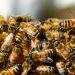 Día Mundial de las Abejas: El silencioso trabajo que sostiene la vida en el planeta