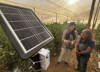 En Lluta pusieron a prueba prototipo para el monitoreo de abejas para la polinización