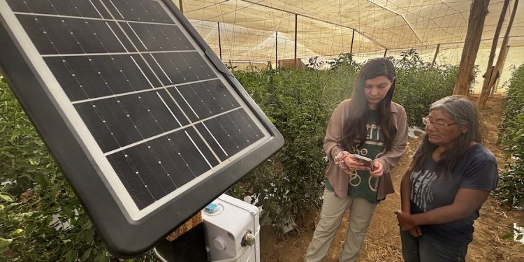 En Lluta pusieron a prueba prototipo para el monitoreo de abejas para la polinización