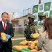 Investigación neutralizó red de venta de drogas y detectó acopio de 201 kilos marihuana en Calama