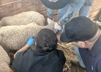 Activan operativo en Bajo Soga (comuna de Huara) tras ataque de jauría