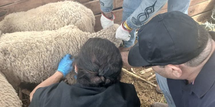 Activan operativo en Bajo Soga (comuna de Huara) tras ataque de jauría