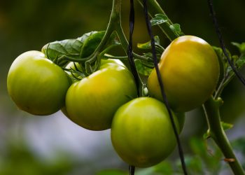 Abren nueva convocatoria para inversiones productivas contra la mosca de la fruta