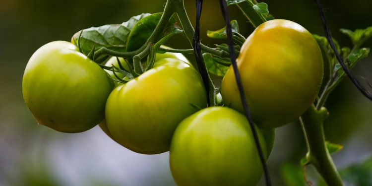 Abren nueva convocatoria para inversiones productivas contra la mosca de la fruta