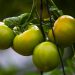 Abren nueva convocatoria para inversiones productivas contra la mosca de la fruta