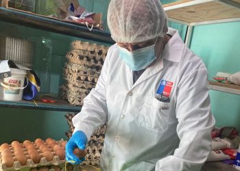 58 personas en este 2026 se han enfermado de Salmonelosis en la región de Tarapacá