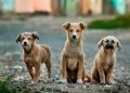 Perros mestizos ¿Símbolos de nuestra indiferencia?