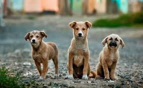 Perros mestizos ¿Símbolos de nuestra indiferencia?