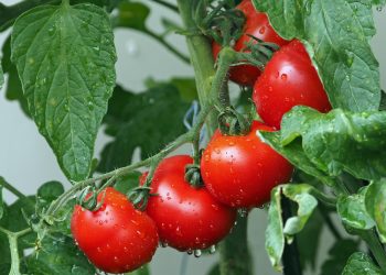 Llaman a agricultores y ganaderos a contratar a tiempo los seguros agropecuarios para resguardar la producción del sector
