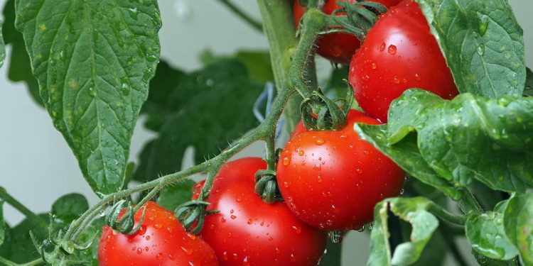 Llaman a agricultores y ganaderos a contratar a tiempo los seguros agropecuarios para resguardar la producción del sector