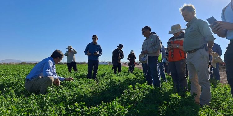 Fortalecen estrategia sanitaria en Tarapacá ante mosca de la fruta e ingreso ilegal de productos agropecuarios