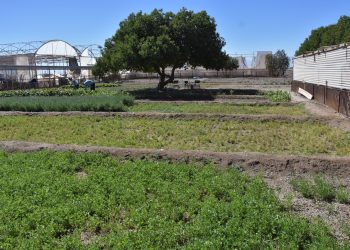 CET de Pozo Almonte: El modelo de reinserción agrícola que transforma el cumplimiento de condenas