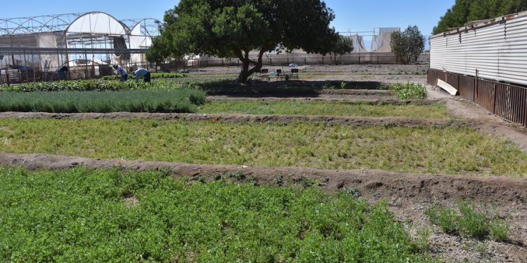 CET de Pozo Almonte: El modelo de reinserción agrícola que transforma el cumplimiento de condenas