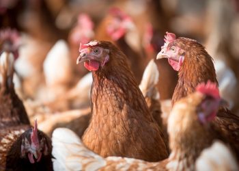 Chile se autodeclara País Libre de Influenza Aviar Altamente Patógena en aves de corral
