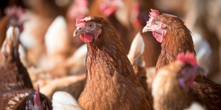 Chile se autodeclara País Libre de Influenza Aviar Altamente Patógena en aves de corral