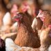 Chile se autodeclara País Libre de Influenza Aviar Altamente Patógena en aves de corral