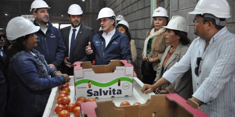 Arica inicia nueva temporada de exportaciones de tomate a Argentina con primer envío de más de 23 toneladas