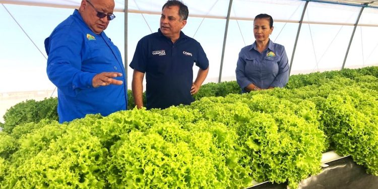 Desarrollan innovador prototipo para limpieza de cultivos hidropónicos