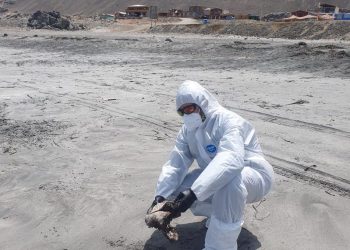 SAG confirma primer caso de influenza aviar altamente patógena en ave silvestre en la Región de Tarapacá