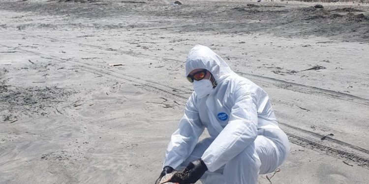 SAG confirma primer caso de influenza aviar altamente patógena en ave silvestre en la Región de Tarapacá