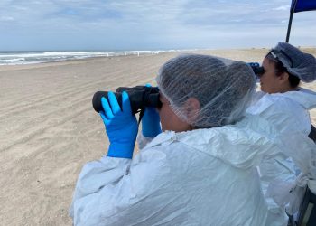 SAG confirma primer caso de influenza aviar altamente patógena en ave silvestre en Arica – Parinacota