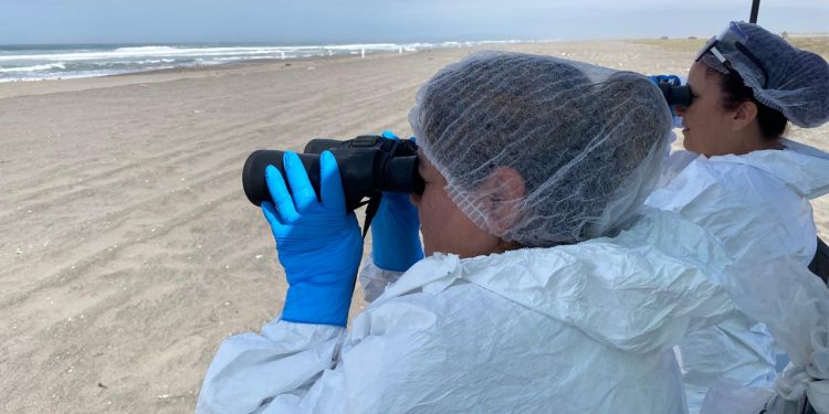 SAG confirma primer caso de influenza aviar altamente patógena en ave silvestre en Arica – Parinacota