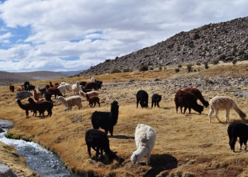 CORE aprueba millonaria inversión en proyectos tecnológicos para el beneficio agrícola y la seguridad regional