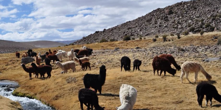 CORE aprueba millonaria inversión en proyectos tecnológicos para el beneficio agrícola y la seguridad regional