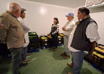Evalúan cámaras de frío en Matilla para facilitar comercio de cítricos durante campaña de mosca de la fruta