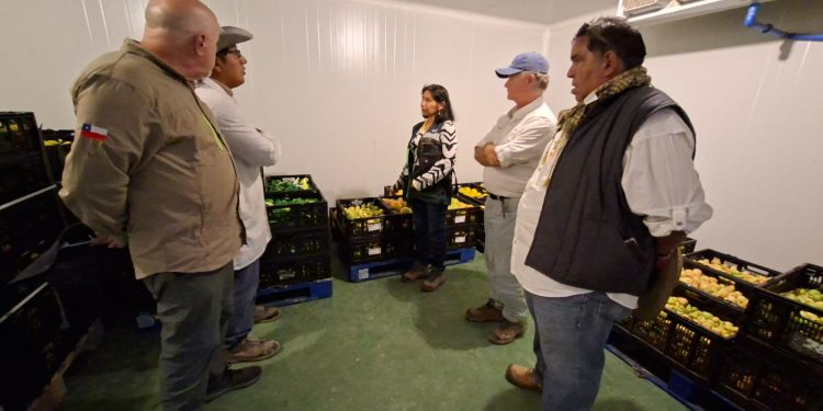 Evalúan cámaras de frío en Matilla para facilitar comercialización de cítricos durante campaña de mosca de la fruta