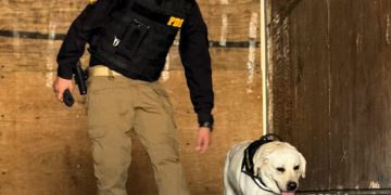 PDI detuvo a dos extranjeros por tráfico de drogas en Complejo Fronterizo Chacalluta tras alertas de ejemplar canino