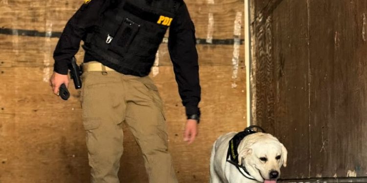 PDI detuvo a dos extranjeros por tráfico de drogas en Complejo Fronterizo Chacalluta tras alertas de ejemplar canino