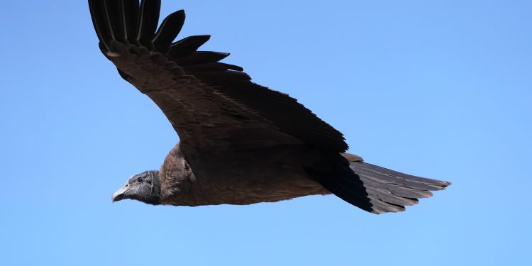 Día Internacional del Cóndor: El símbolo que identifica a Chile y cuya conservación es clave para el equilibrio de los ecosistemas