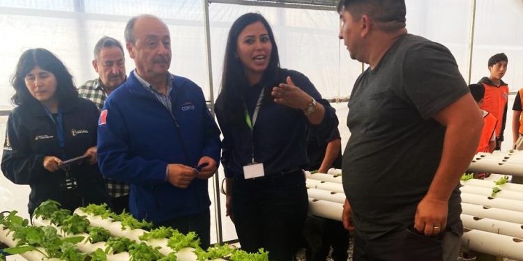 Vecinos del borde costero avanzan en proyecto de hidroponía con agua de mar