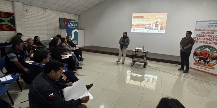 Putre comprometido con habilitar planta de faenamiento para la ganadería camélida