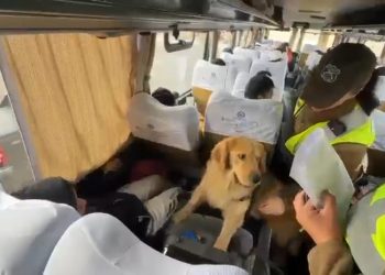 Carabineros detiene a pasajera que llevaba droga oculta entre sus vestimentas