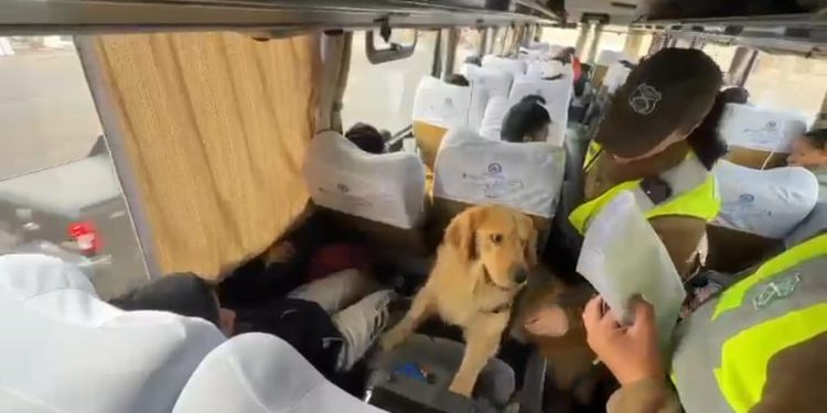 Carabineros detiene a pasajera que llevaba droga oculta entre sus vestimentas