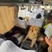 Carabineros detiene a pasajera que llevaba droga oculta entre sus vestimentas