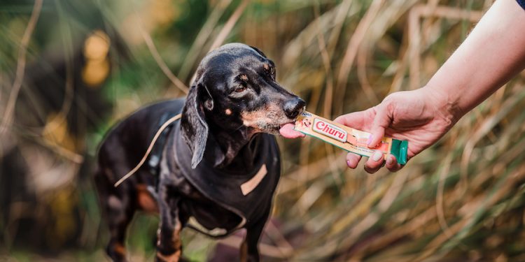 Día Mundial del Perro: celebrando a quienes nos cuidan sin pedir nada a cambio