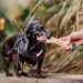 Día Mundial del Perro: celebrando a quienes nos cuidan sin pedir nada a cambio
