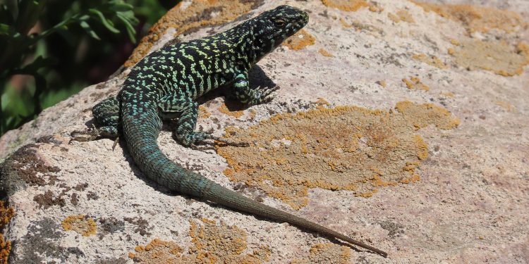 Investigación U. de Chile identifica poblaciones únicas de lagartijas negroverdosas en islas del cielo