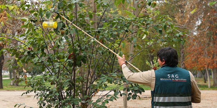Ministerio de Agricultura renovó seguro colectivo para mosca de la fruta