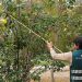 Ministerio de Agricultura renovó seguro colectivo para mosca de la fruta