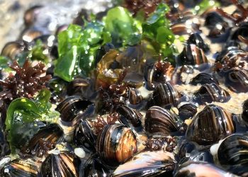 “Chorito chileno” podría revelar claves sobre la evolución de la reproducción animal