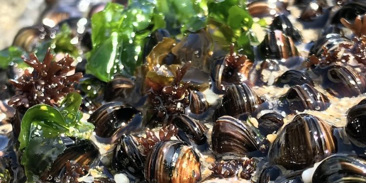 “Chorito chileno” podría revelar claves sobre la evolución de la reproducción animal